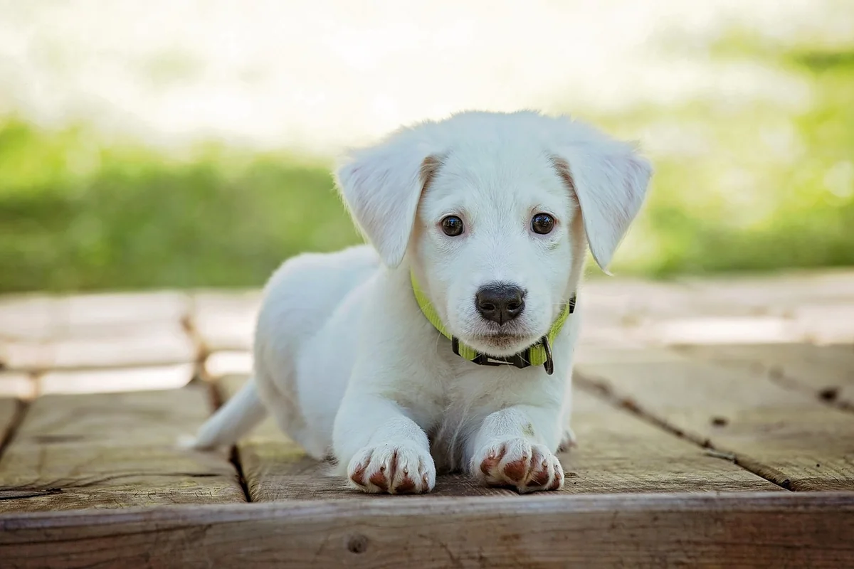 Découvrez les tarifs 2026 pour un chien détecteur de punaises de lit à Paris